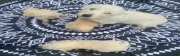 Westiepoo dogs for sale: Westypoos in Northallerton - Advert 1