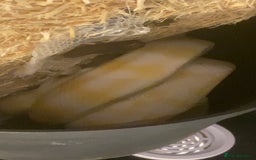 Snake reptiles for sale: 4 snakes need gone - Image 6