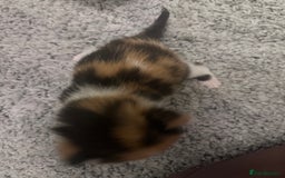 Mixed Breed cats for sale: 5 beautiful kittens for sale  - Image 12