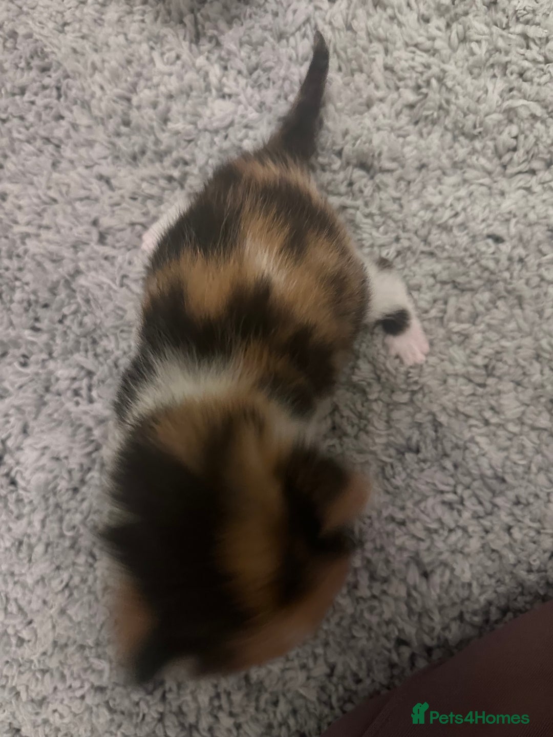 Mixed Breed cats for sale: 5 beautiful kittens for sale  - Image 12