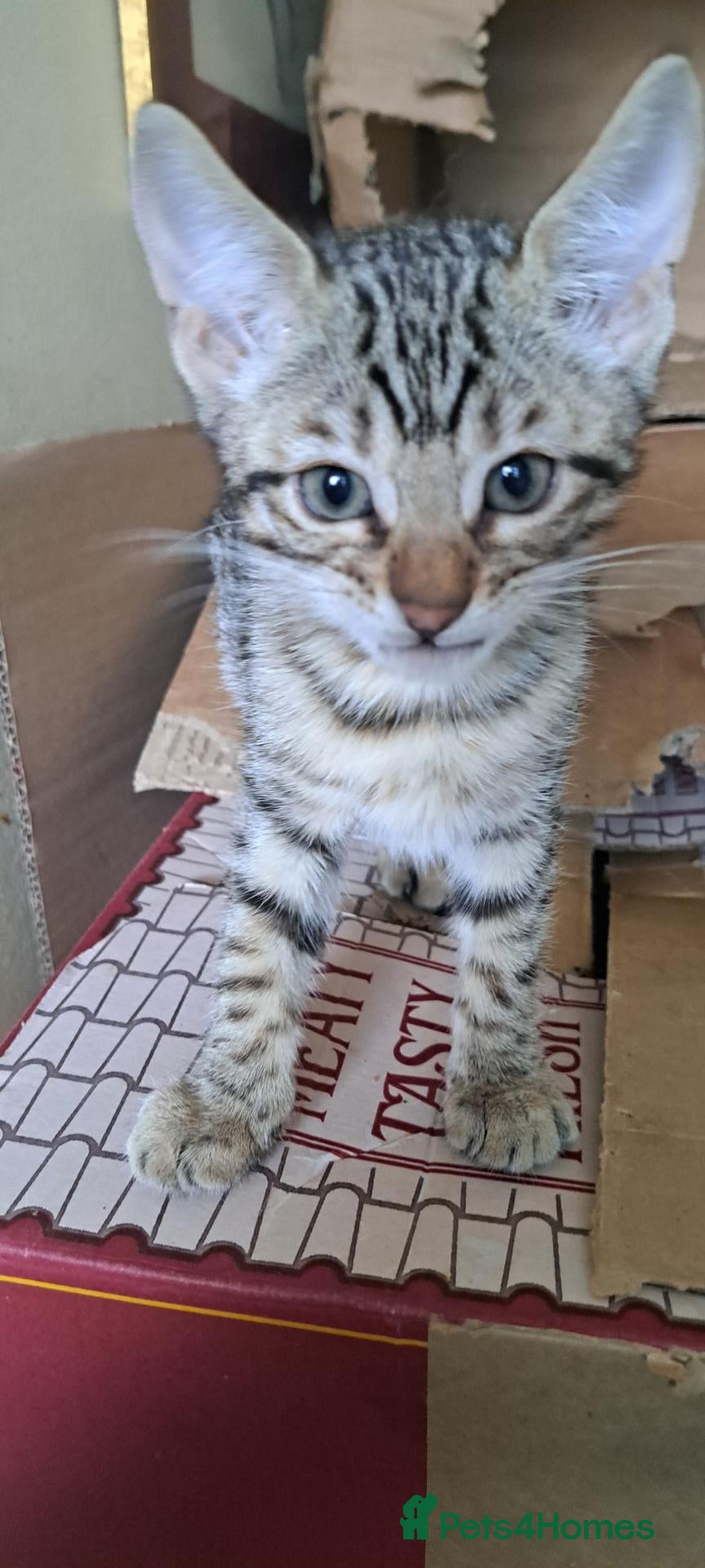 Bengal cats Snow lynx bengal kittens  - Advert 13