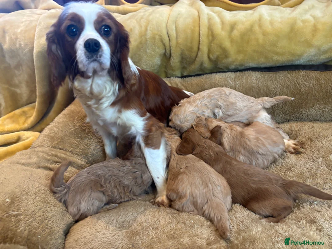 Cavapoo dogs for sale: Heath Tested Cavapoo puppies  - Advert 10