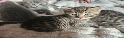 Mixed Breed cats for sale: 🐱 Stunning Maine Coon Cross Kittens🐱 - Advert 8