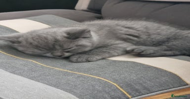 British Shorthair cats - Advert 8