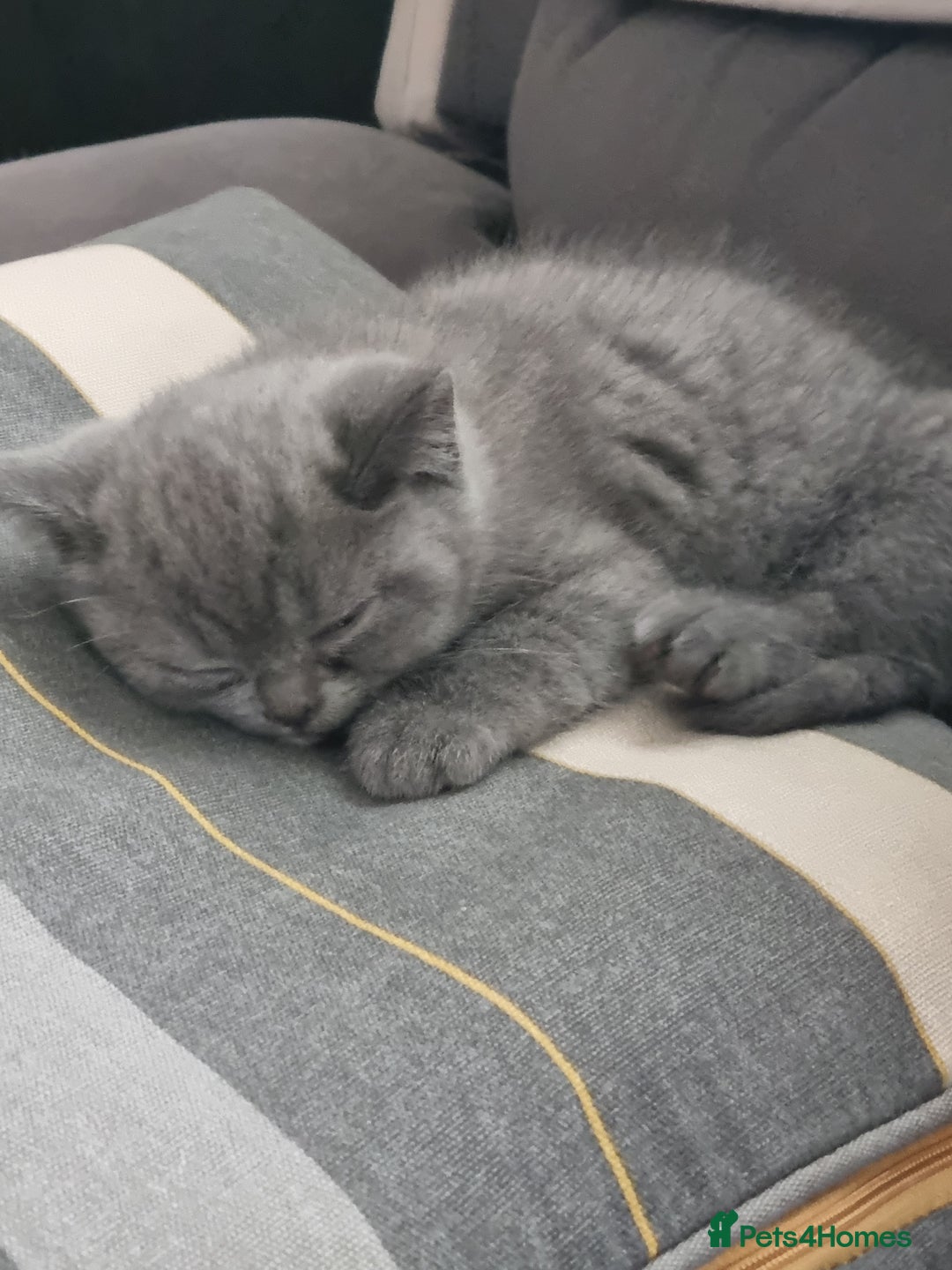 British Shorthair cats for sale: 3 BEAUTIFUL BSH KITTENS FOR SALE 2 Blue 1 Lilac - Image 3