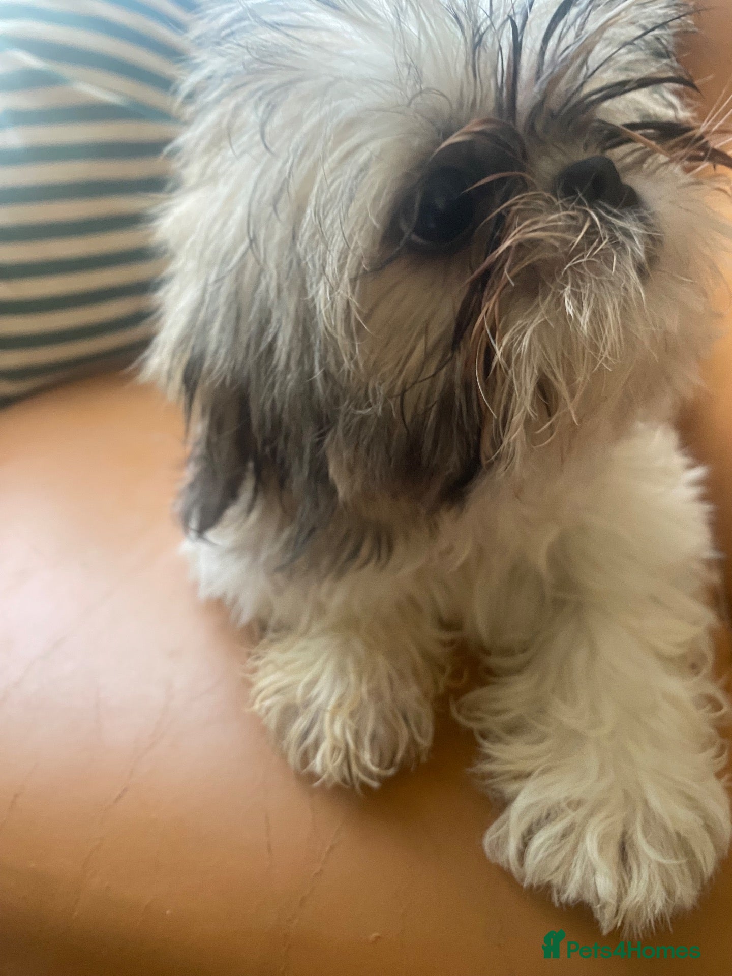 Shih Tzu dogs Beautiful imperial shihtzu pups for sale  - Advert 2