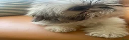 Shih Tzu dogs for sale: Beautiful imperial shihtzu pups for sale  - Advert 11