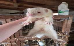 Ferret rodents for sale: 9 Ferrets for sale - Image 25