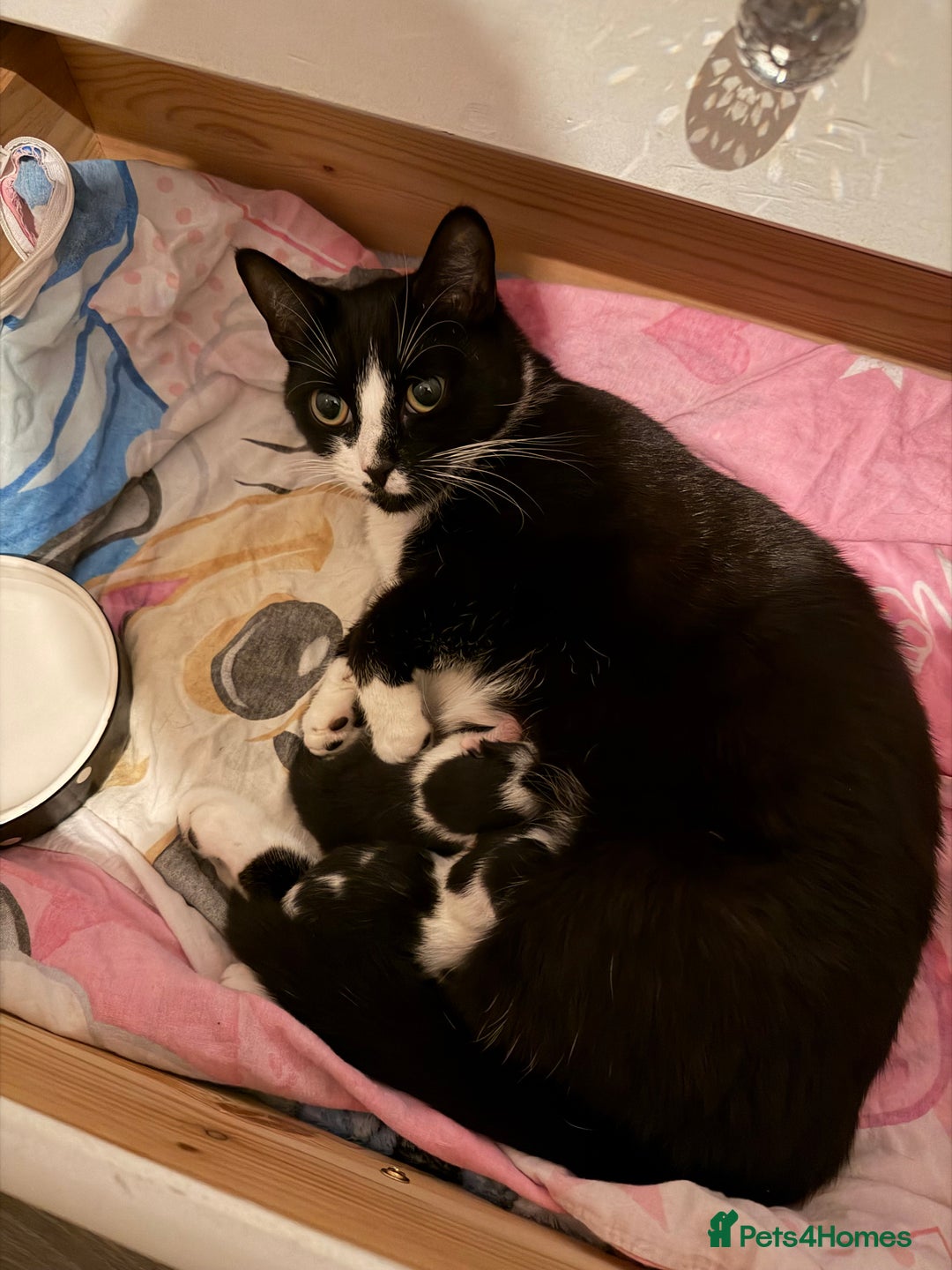 Domestic Shorthair cats for sale: White and black male kitten - Advert 1