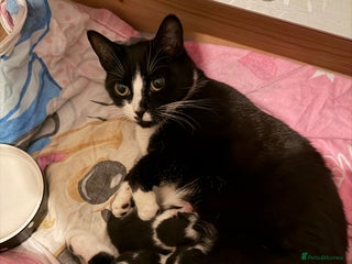 Domestic Shorthair cats White and black male kitten - Advert 1