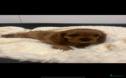 Cavalier King Charles Spaniel dogs for sale: Gorgeous King Charles cavalier pups🐶 - Image 1