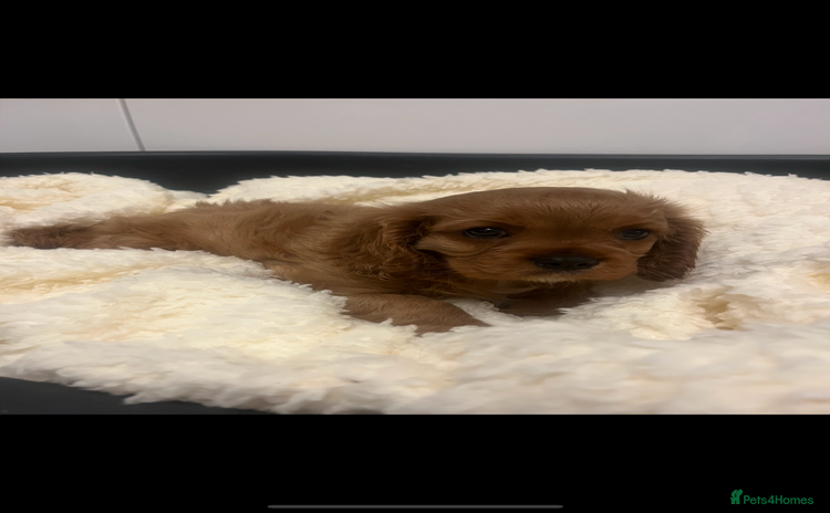 Cavalier King Charles Spaniel dogs - Advert 1