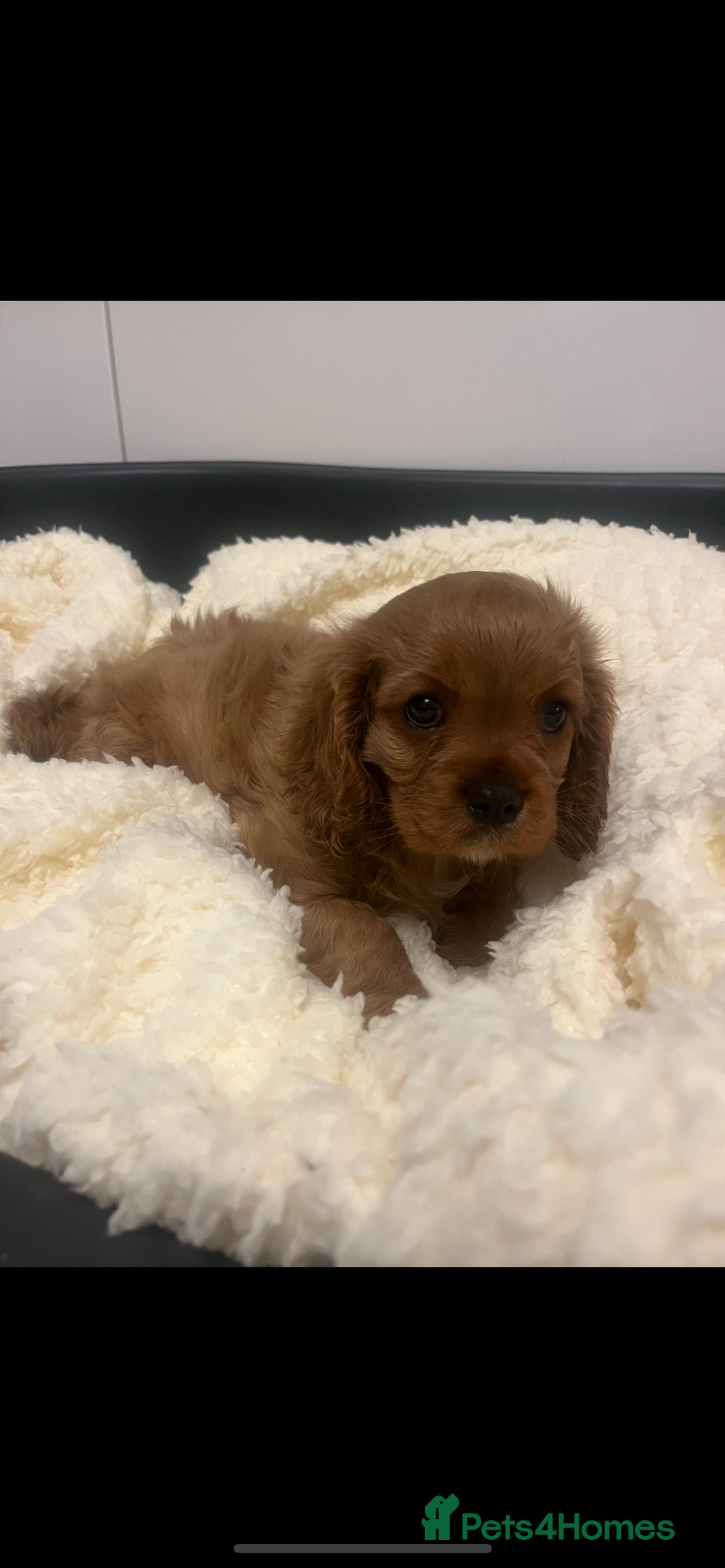 Cavalier King Charles Spaniel dogs for sale: Gorgeous King Charles cavalier pups🐶 - Image 1