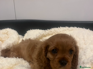 Cavalier King Charles Spaniel dogs - Advert 1