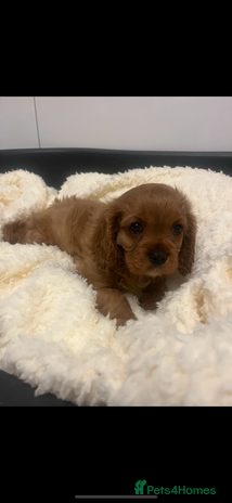 Cavalier King Charles Spaniel dogs - Advert 1