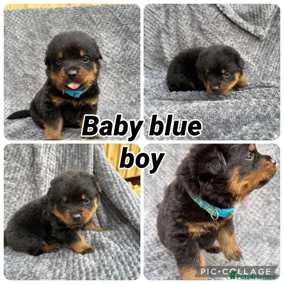 Rottweiler dogs for sale: Quality KC Rottweiler puppies 🐶  - Advert 1