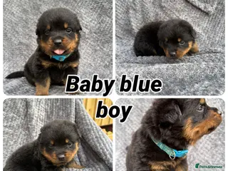Rottweiler dogs Quality KC Rottweiler puppies 🐶 - Advert 4