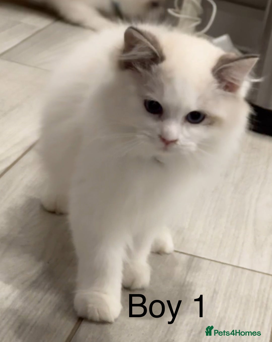 Ragdoll cats for sale: Beautiful Ragdoll for sale - Image 5