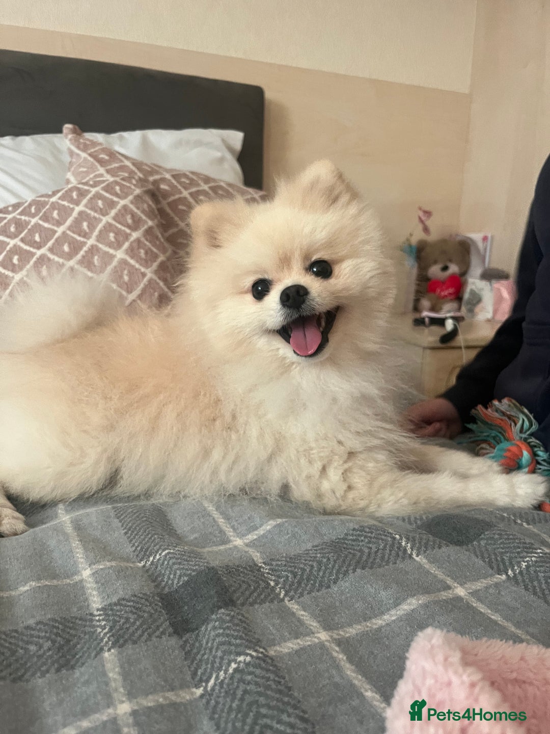 Pomeranian dogs for sale: Pomeranian  - Image 3