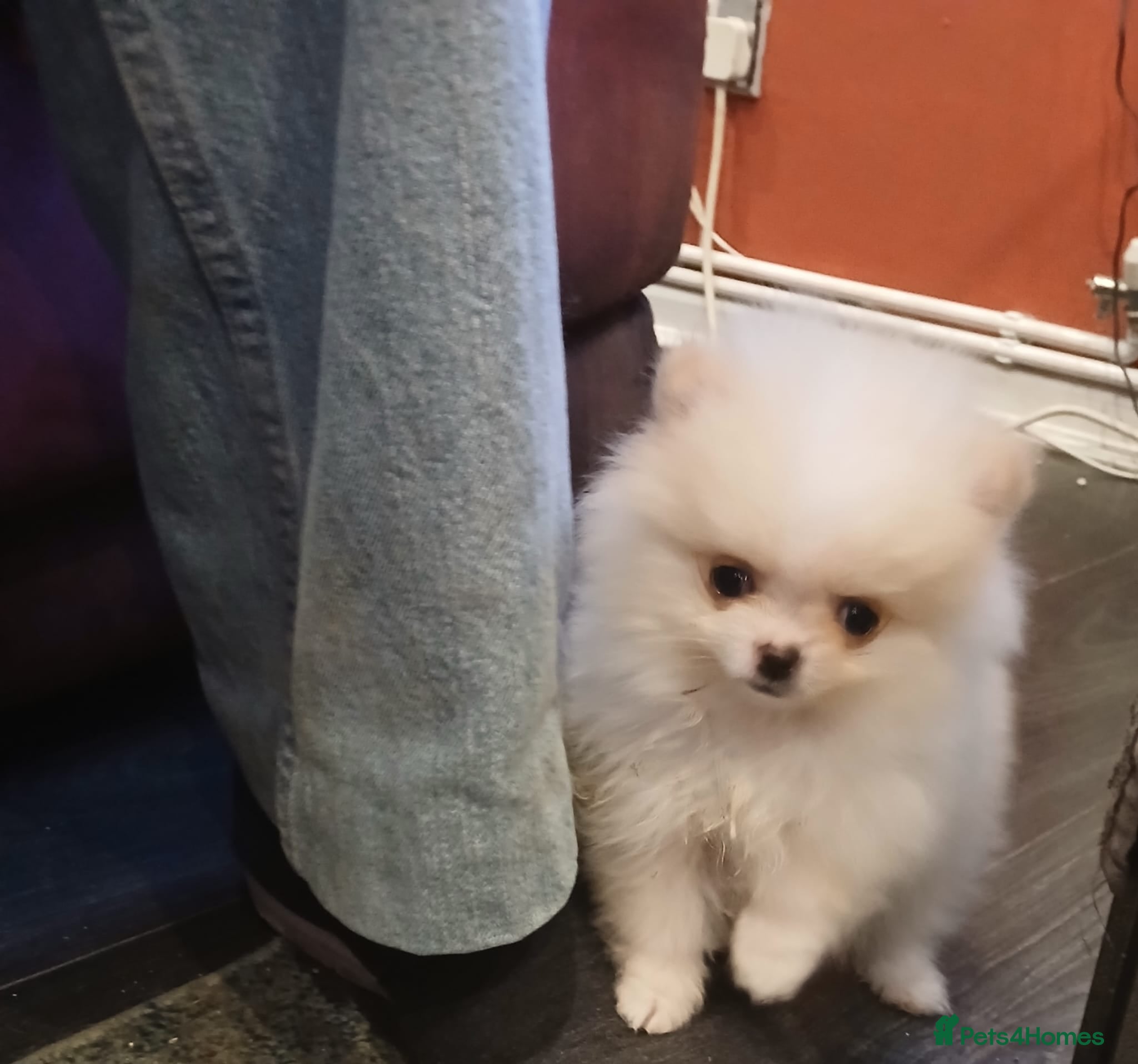 Pomeranian dogs Well Bred  **  Pomeranians  - Advert 7