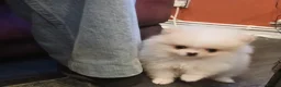 Pomeranian dogs for sale: Well Bred  **  Pomeranians  - Advert 11