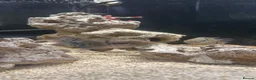 Cichlids fish for sale: Fish for sale in Milton Keynes - Advert 13