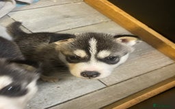 Siberian Husky dogs for sale: Beautiful Husky Puppies  - Image 3