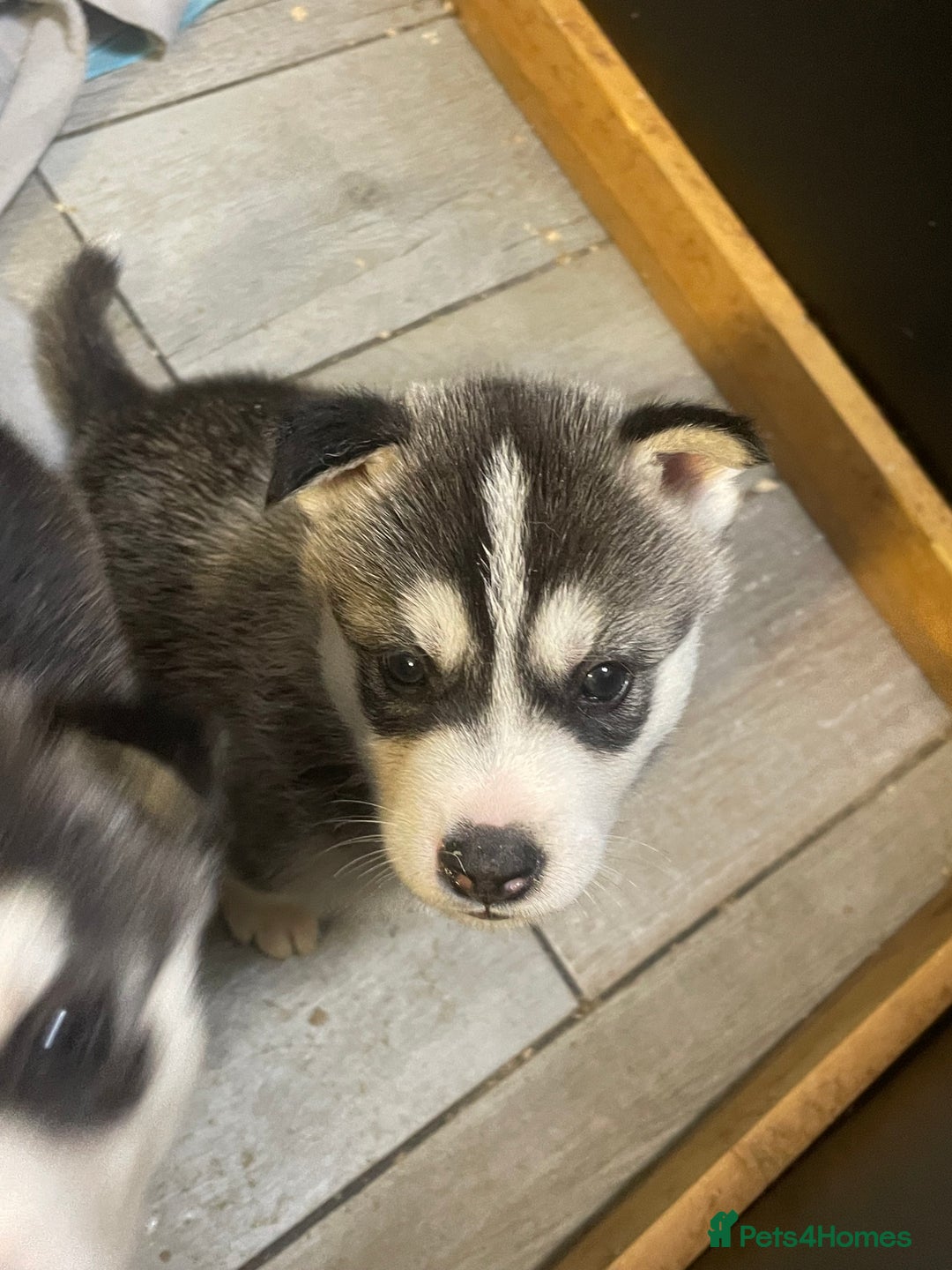 Siberian Husky dogs for sale: Beautiful Husky Puppies  - Image 3