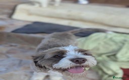 Mixed Breed dogs for adoption: August is looking for a home - Image 7