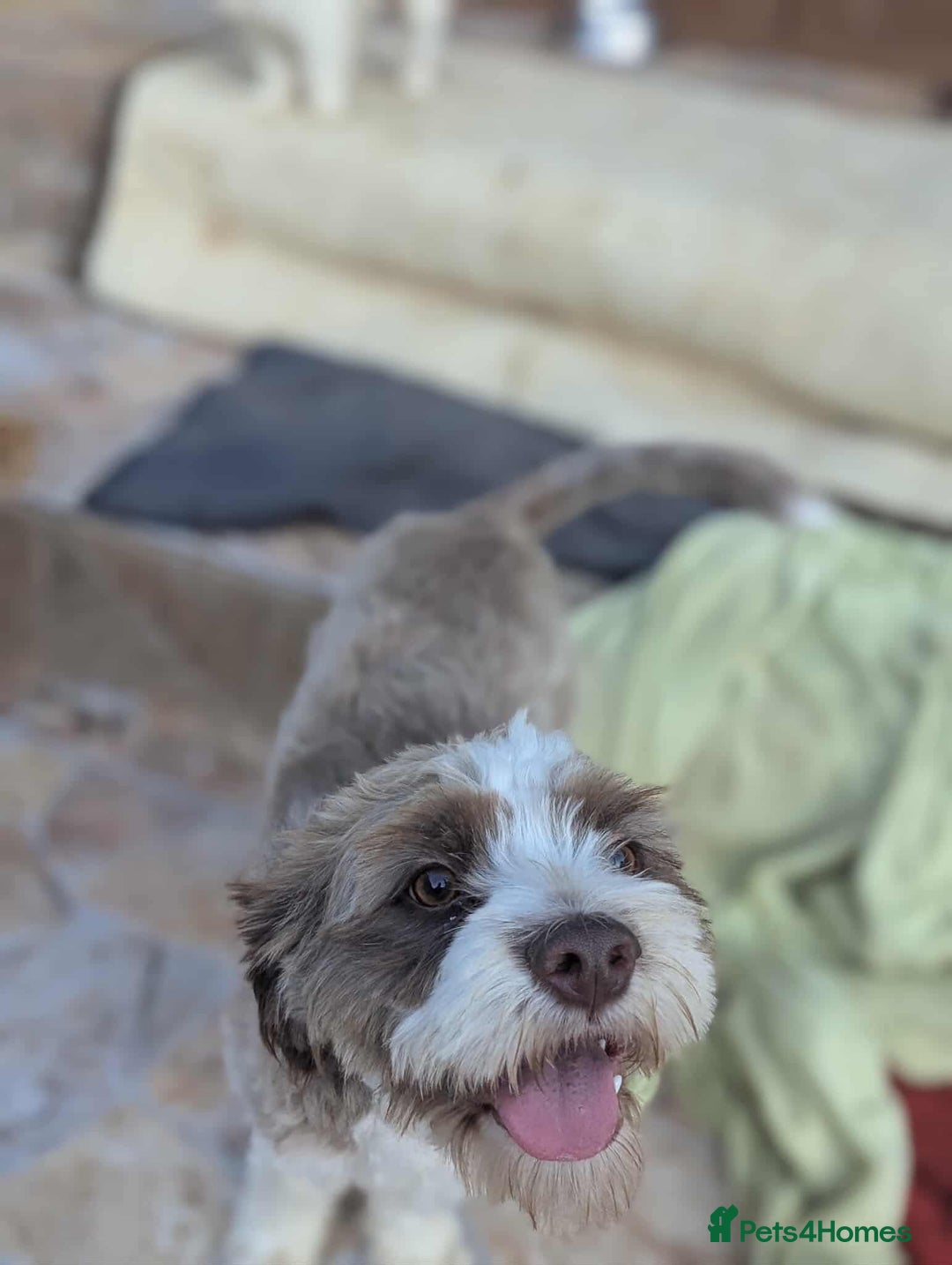 Mixed Breed dogs for adoption: August is looking for a home - Image 7