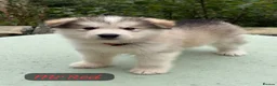 Alaskan Malamute dogs for sale: READY NOW Champion line KC Alaskan Malamute Pups  - Advert 17