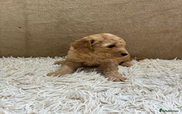 Sproodle dogs for sale: Lovely Sproodles (Springerpoos) - Image 16