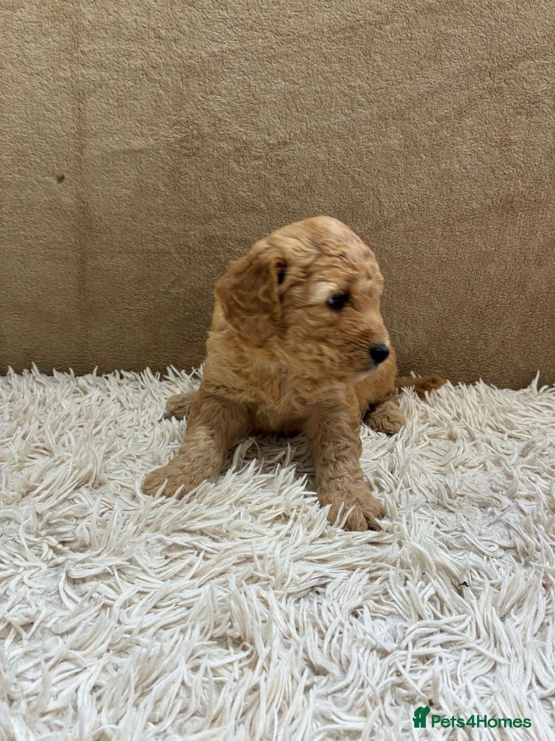Sproodle dogs for sale: Lovely Sproodles (Springerpoos) - Image 16