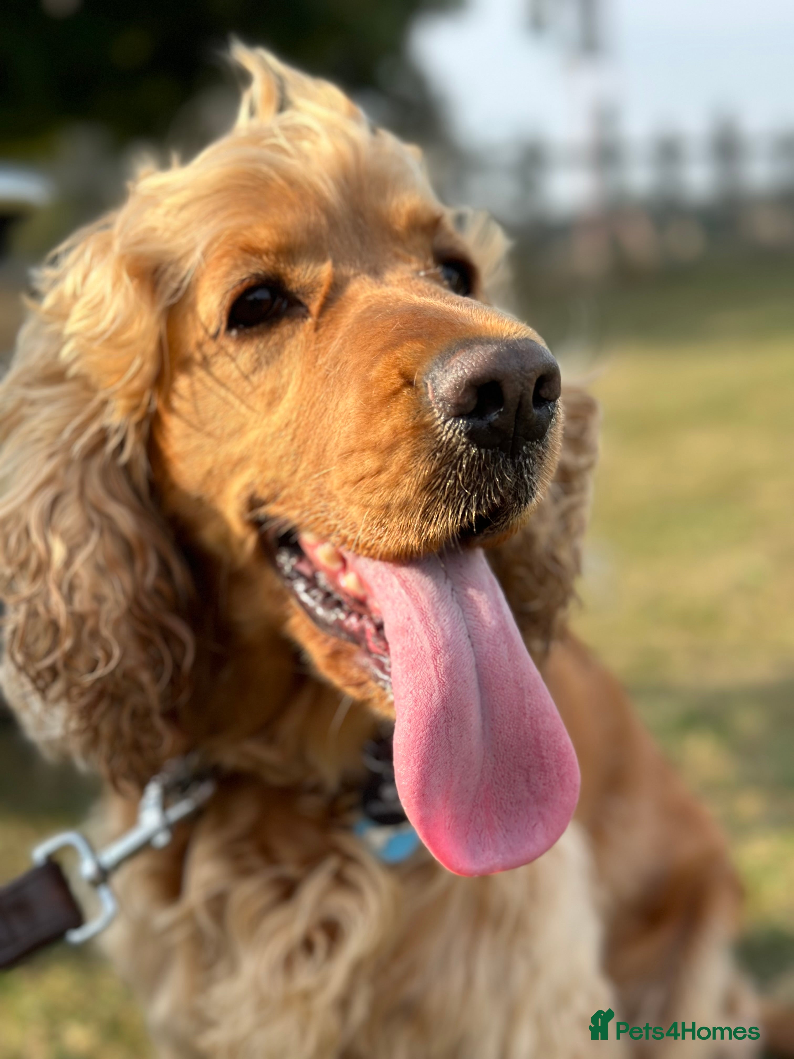 Cocker Spaniel dogs Cocker Spaniel for sale  - Advert 4