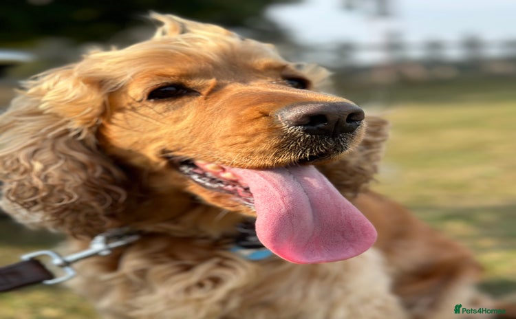 Cocker Spaniel dogs - Advert 4