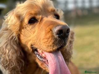 Cocker Spaniel dogs Cocker Spaniel for sale - Advert 17