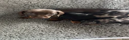 Dachshund dogs for sale: 2 gorgeous dappled and 1 brown Dachshund puppies  in Godalming - Advert 5