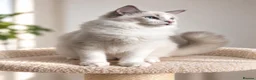Ragdoll cats for sale: 🐾 Beautiful Ragdoll Kittens for Sale 🐾 - Advert 19