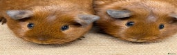 Guinea Pig rodents for sale: Bonded baby guinea pig boys for sale - Advert 4