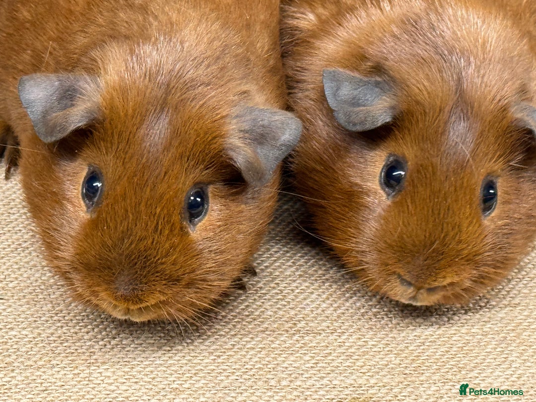 Guinea Pig rodents for sale: Bonded baby guinea pig boys for sale - Advert 4