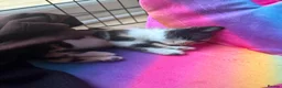 Mixed Breed cats for sale: Kittens ready now  - Advert 8
