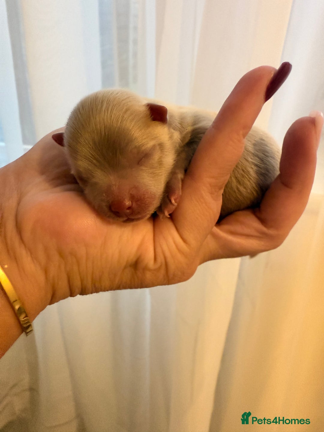 Pomeranian dogs for sale: Small & Fluffy Pomeranian Puppies Ready to Reserve - Advert 6