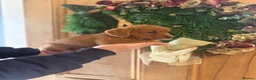 Mixed Breed dogs for sale: Adorable Norfolk Terrier × Jackdach Puppies - Advert 16