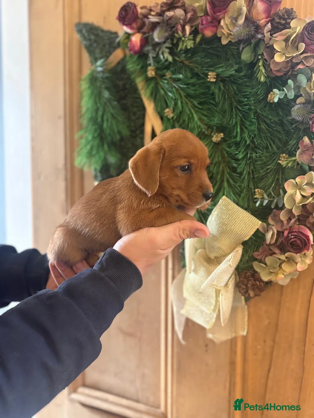 Mixed Breed dogs for sale: Adorable Norfolk Terrier × Jackdach Puppies - Advert 16