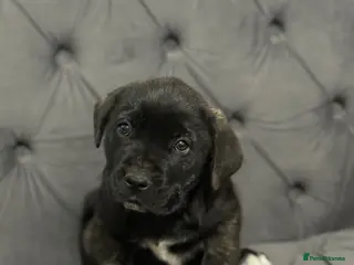 Presa Canario dogs Pure Elite!! 🏆Champion Blood presa Canario pups!! - Advert 1