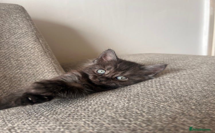 Maine Coon cats - Advert 5