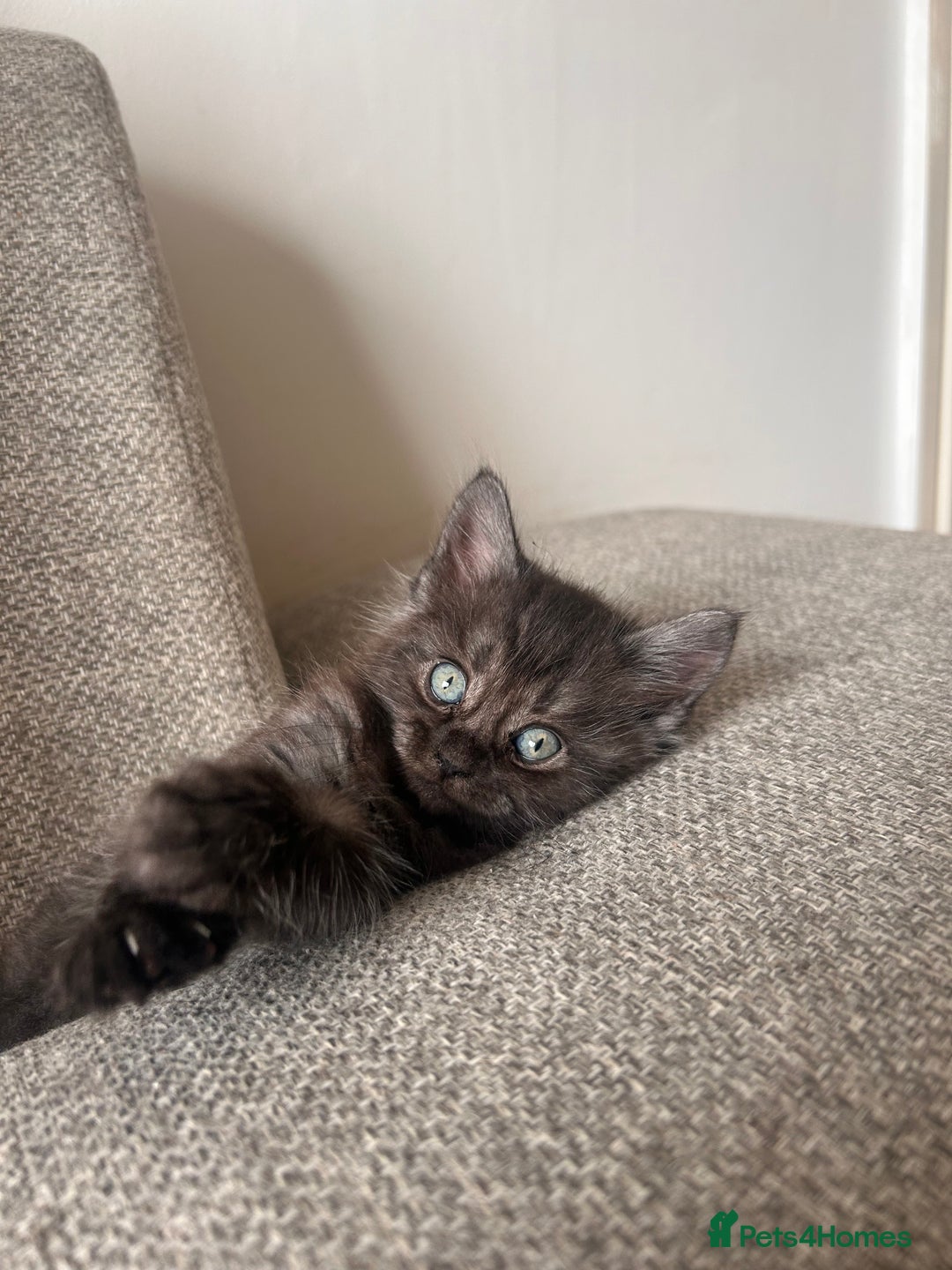Maine Coon cats for sale:  Maine coon x BSH stunning kittens 😻 - Image 20