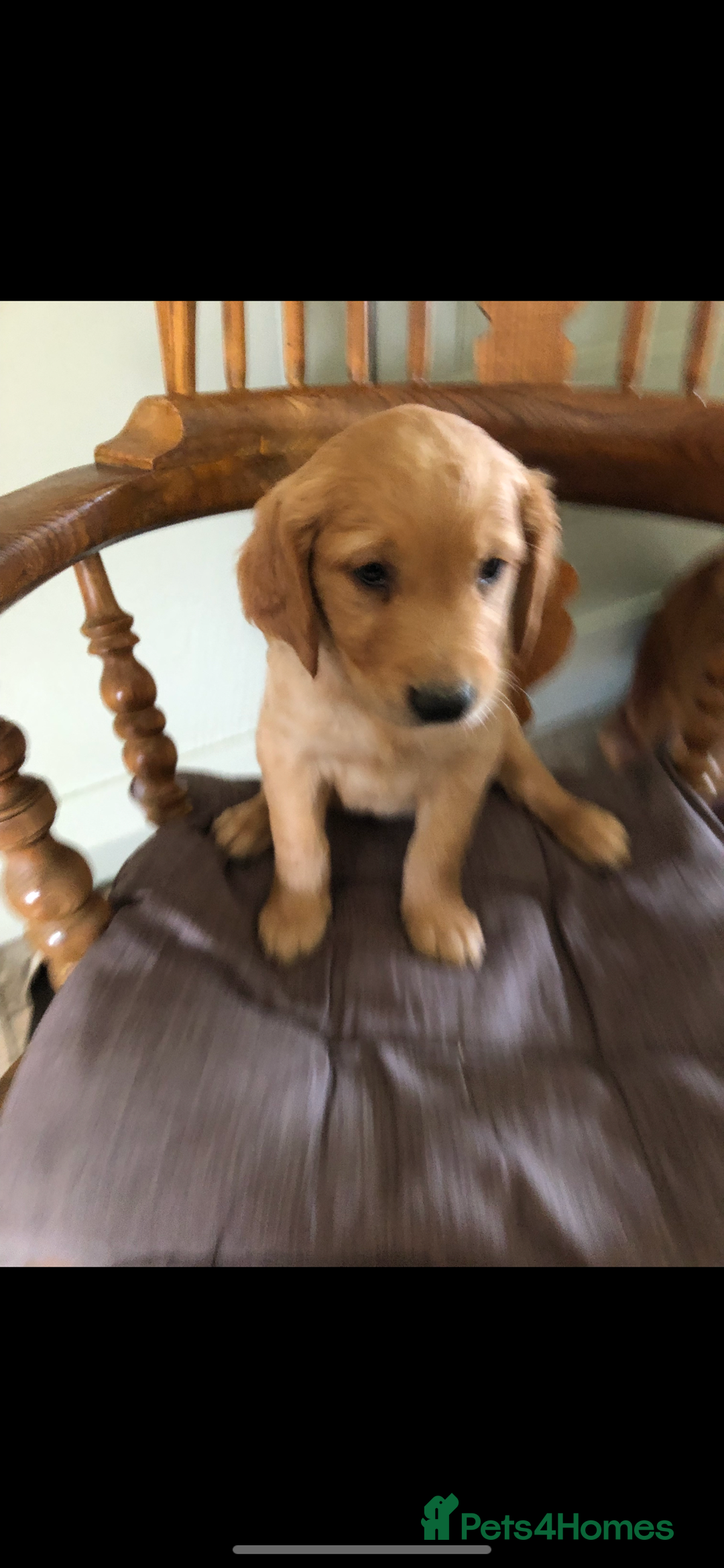 Golden Retriever dogs for sale: Beautiful Health Tested Puppies  - Image 4