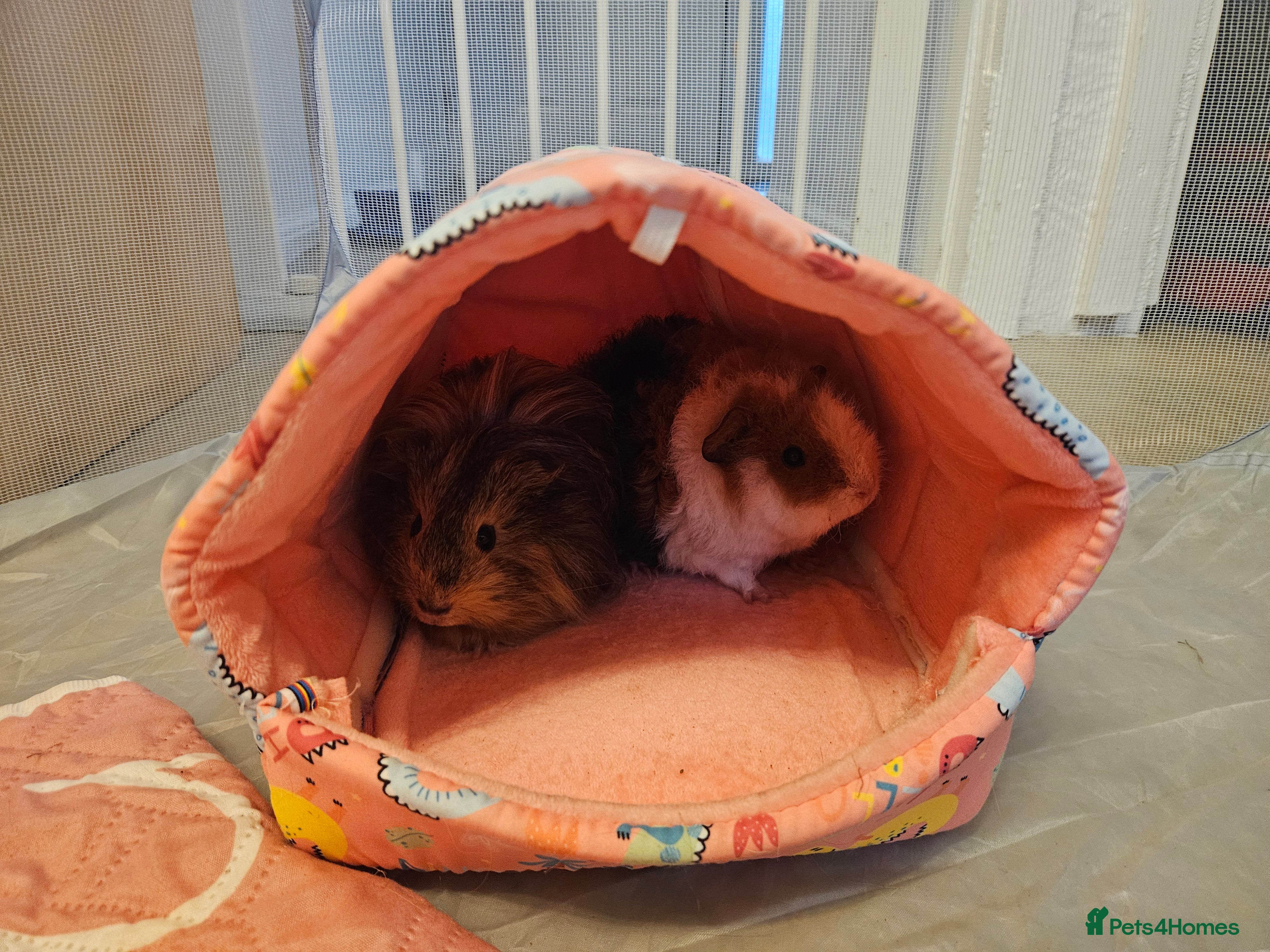 Guinea Pig rodents 2 female guinea pigs - Advert 4