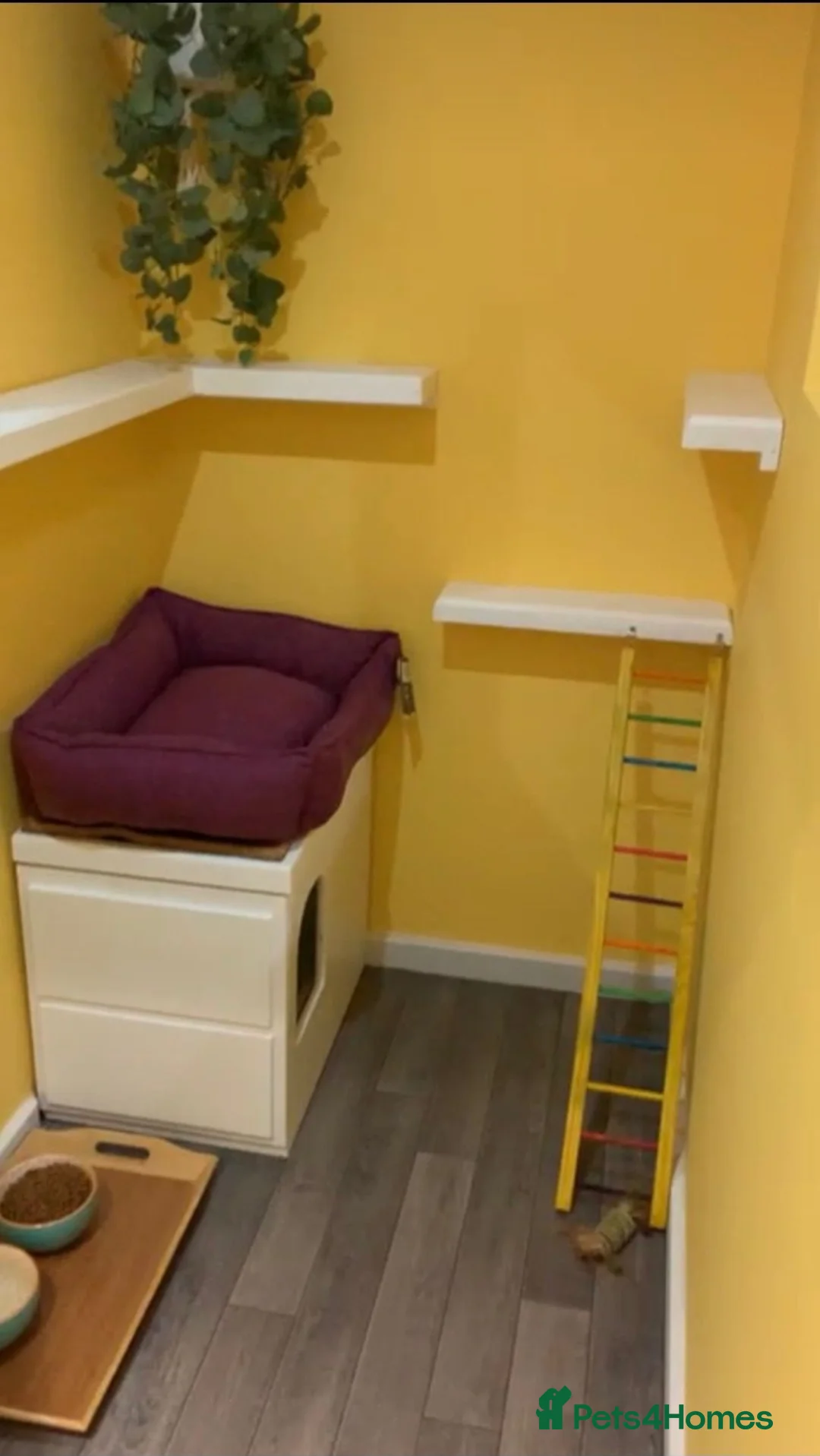 Ragdoll cats for stud: proven ragdoll stud (bluepoint) in Brighouse - Advert 10